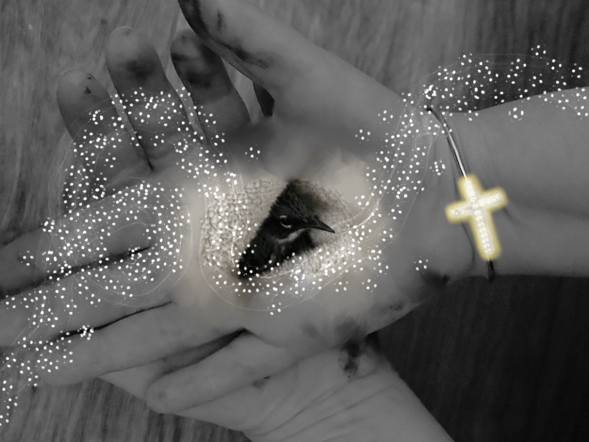 Remember the Baby&nbsp;Bird